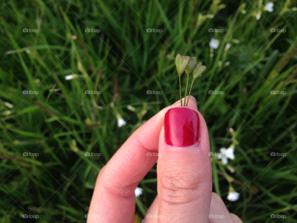 Grass, Nature, Garden, Summer, Outdoors