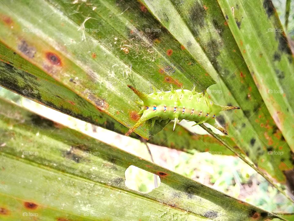 setora nitens palm leaf eating pests