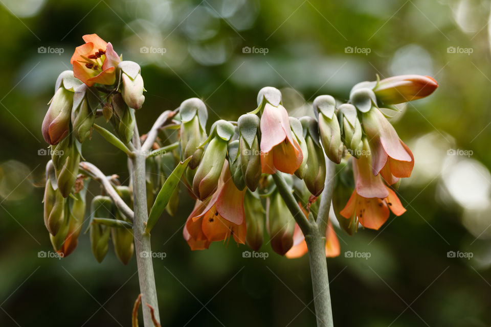 Flowering in the garden 