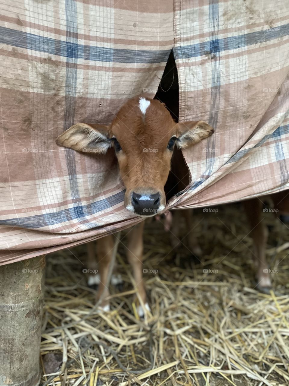 Baby cow. 