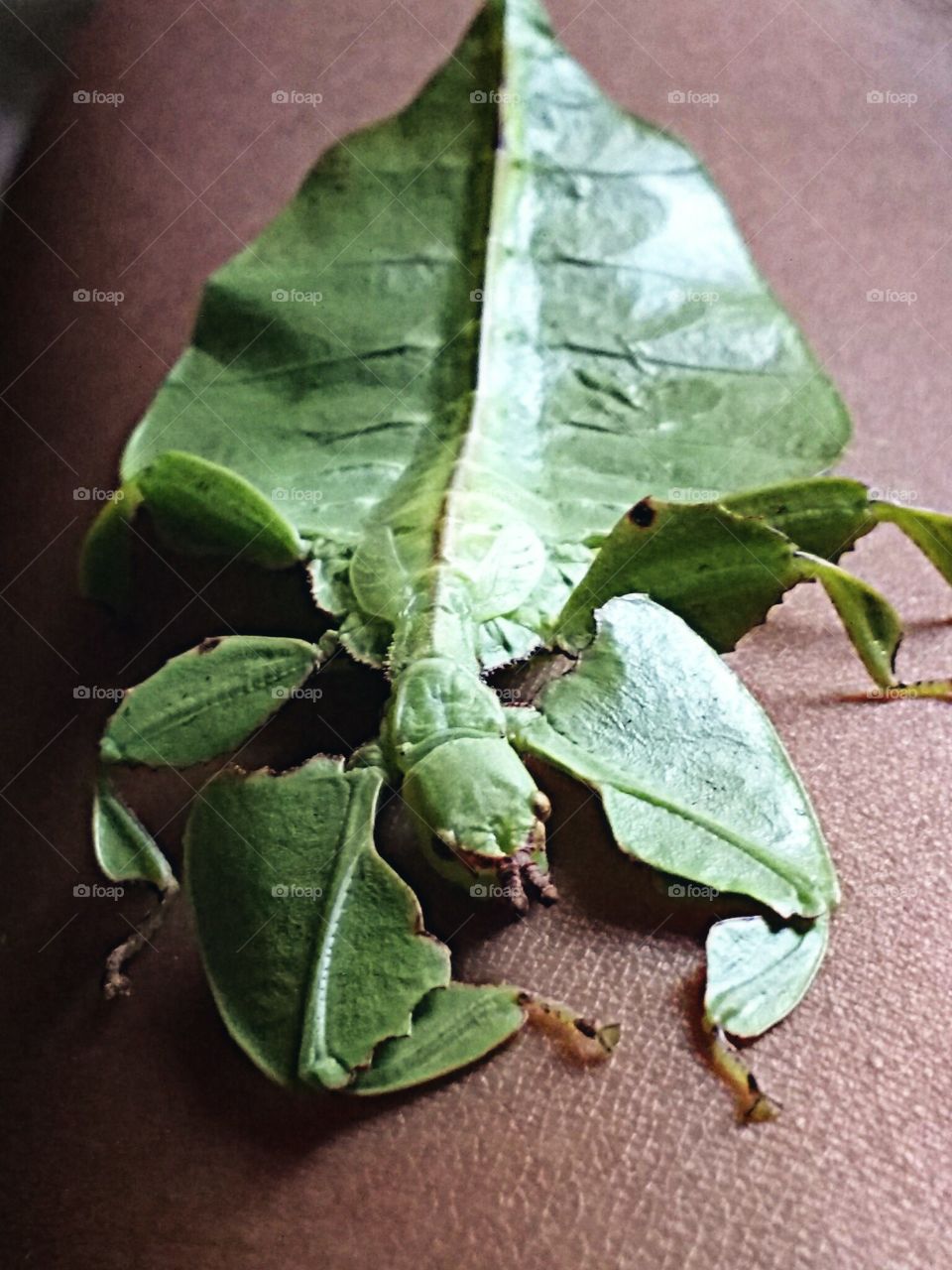 leaf