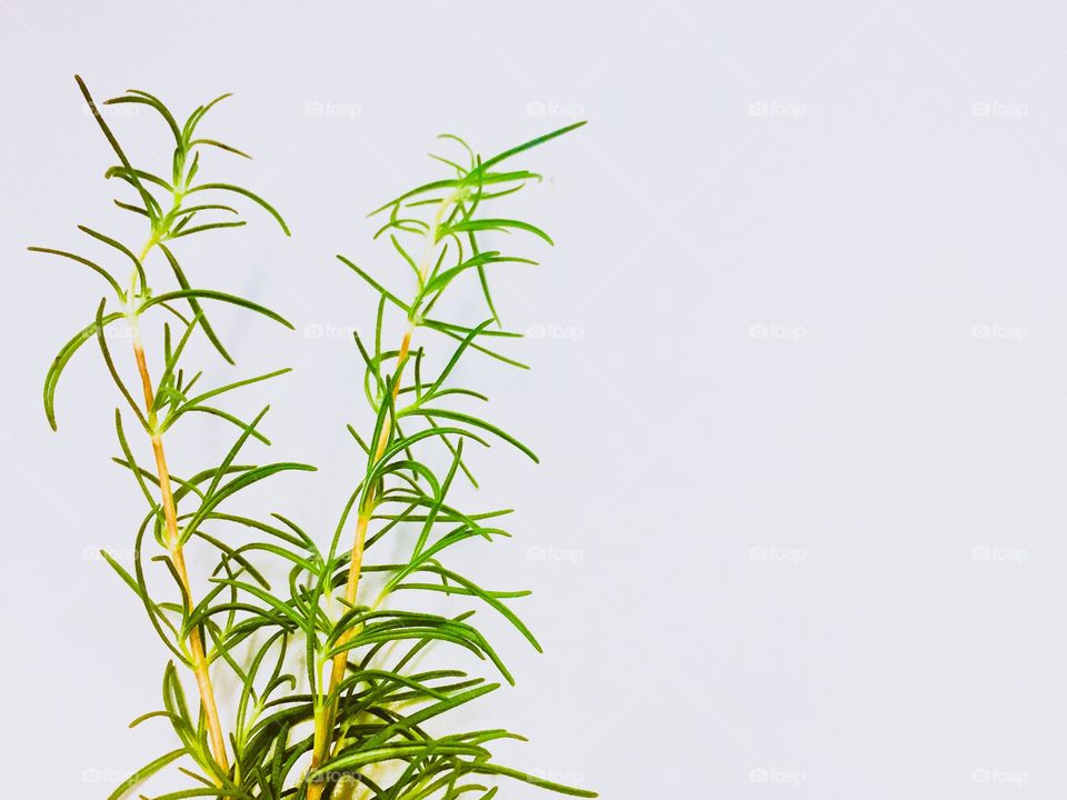 Rosmary herb on a White backround. Minimalist photo 