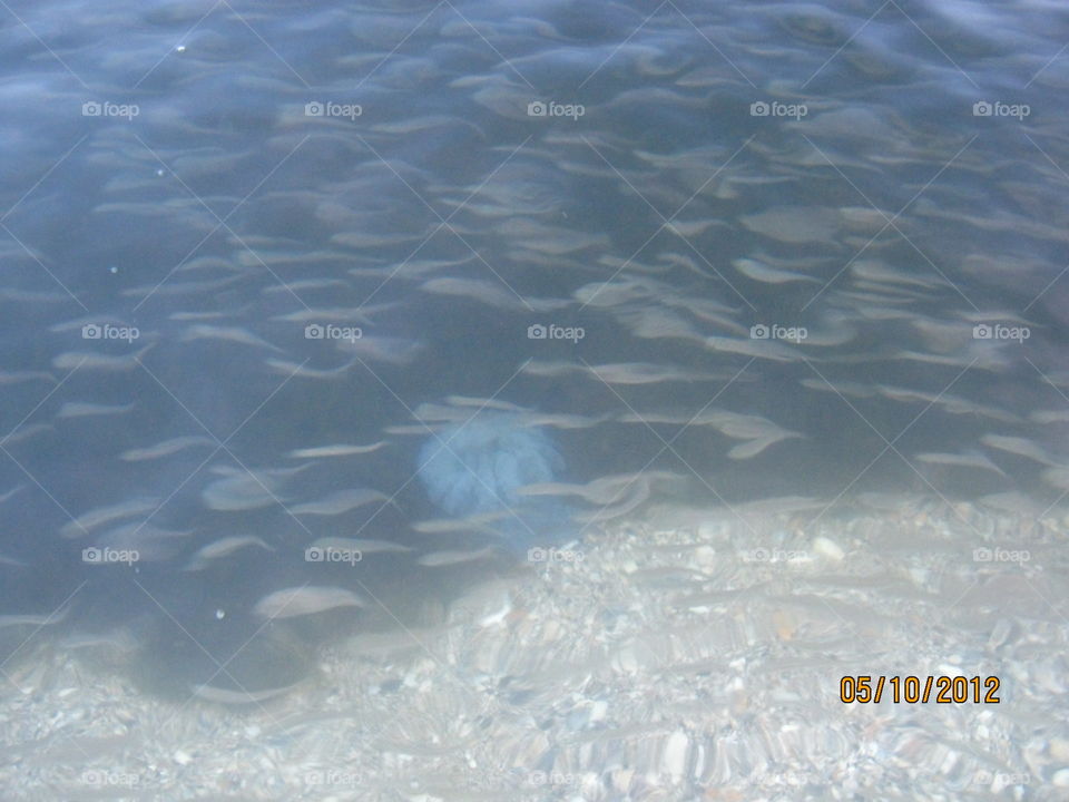 jellyfish among shoals of fish