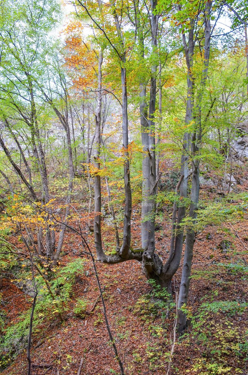 Autumn Landscape