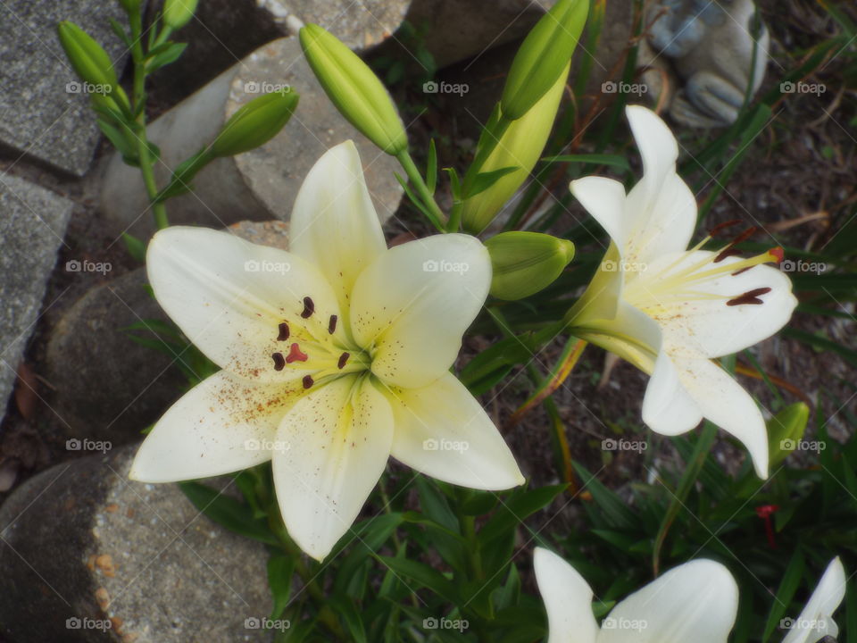Flower, Nature, Lily, No Person, Flora