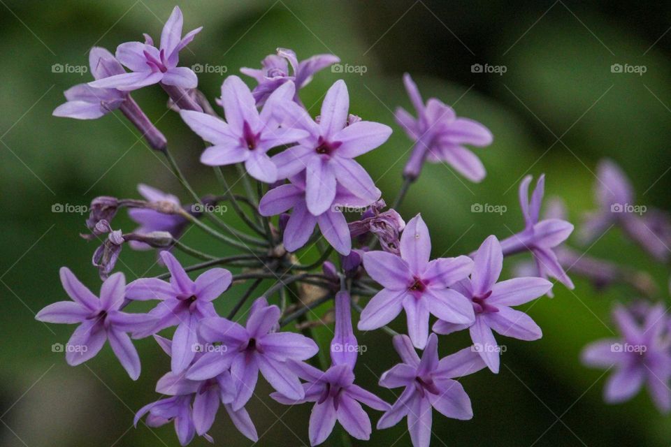 Tiny purple flowers of a wild garlic plant