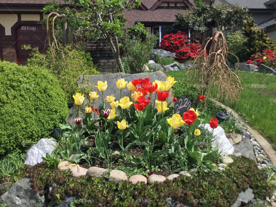 Red and White tulips Blooming in A Garden in the Spring 