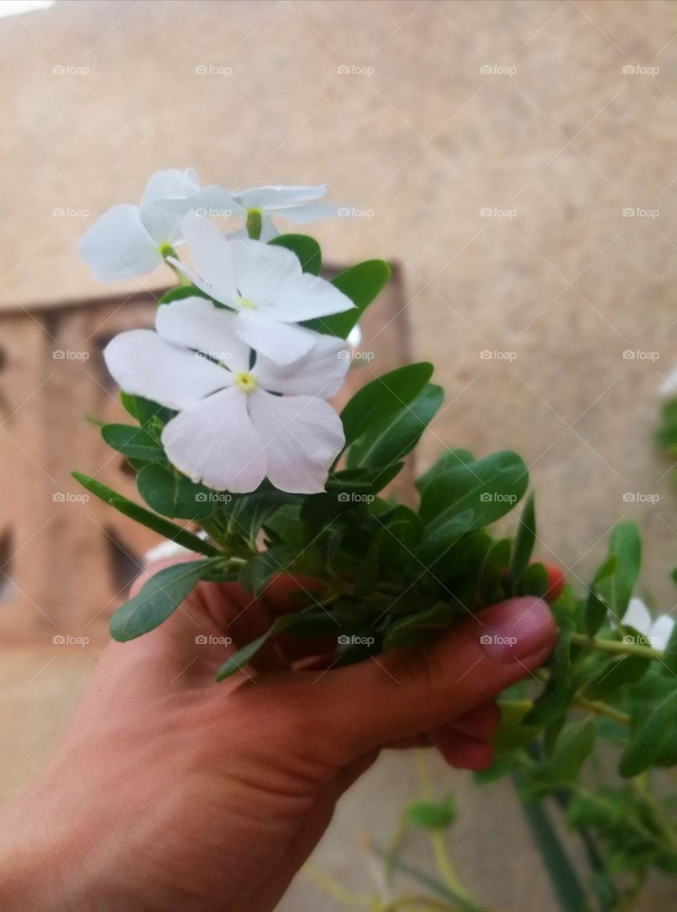 Someone holding a white rose