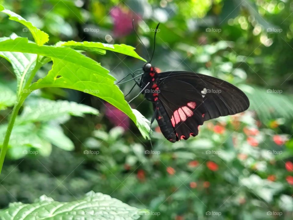 Papilio Memnon , schöne Schmetterling