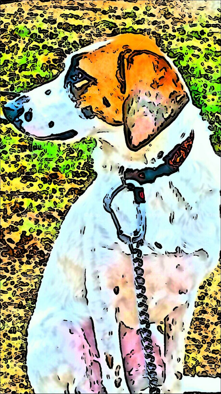 You ain't nothin but a hound dog