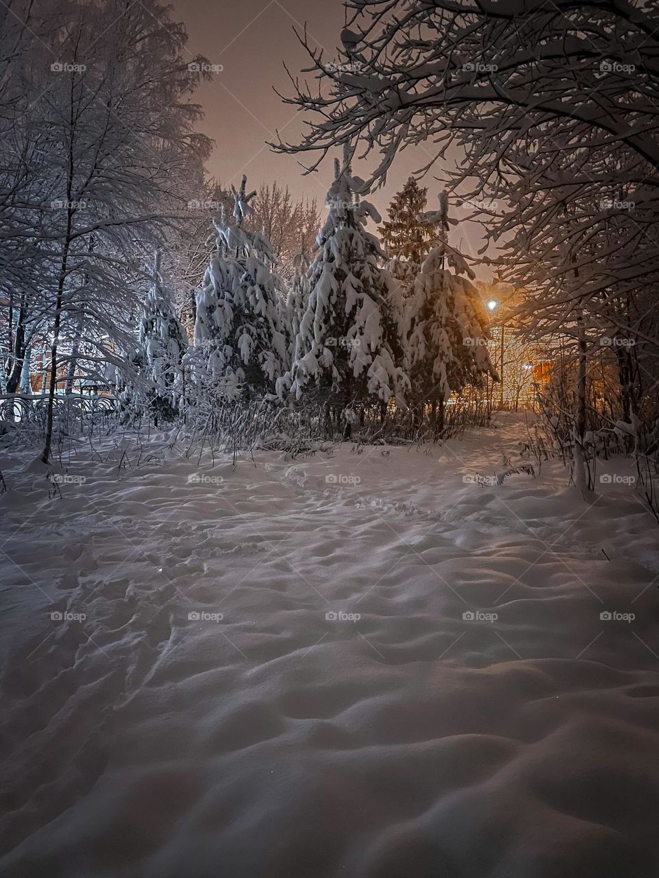 Night scene in winter forest