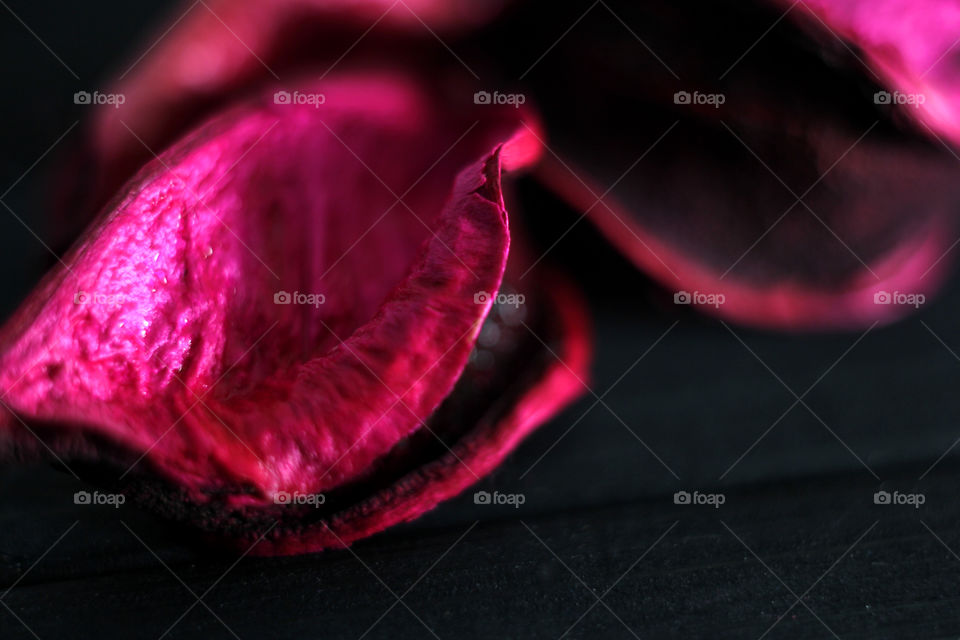 Pink dry petal of a flower, macro