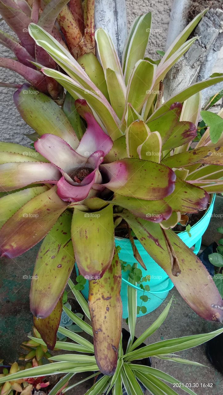 Bromeliads in container