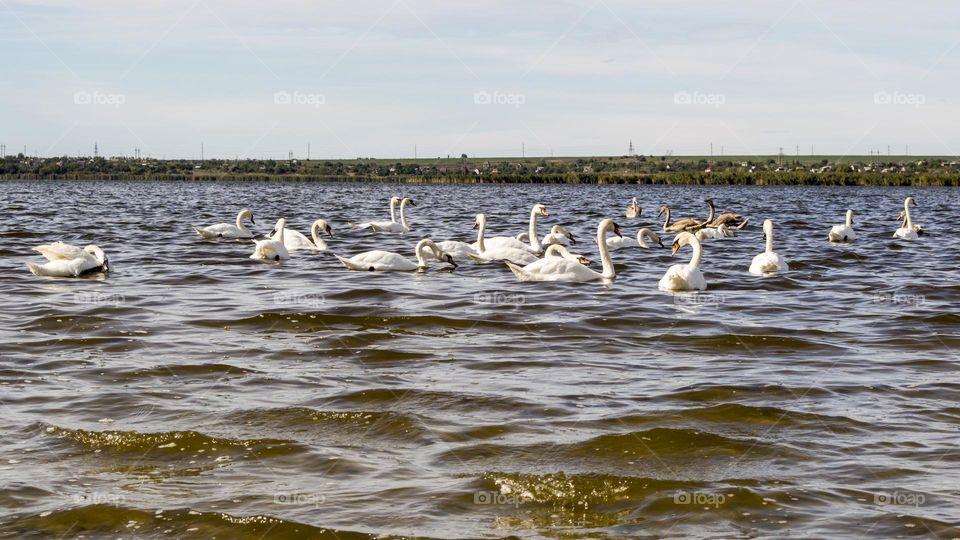 Swans on the Liman