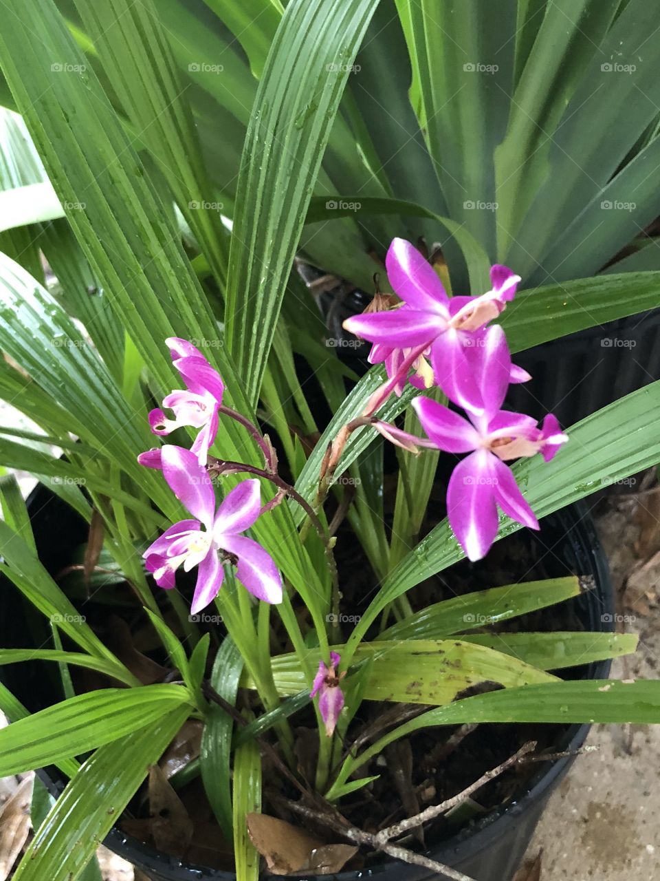 Bamboo orchids in bloom