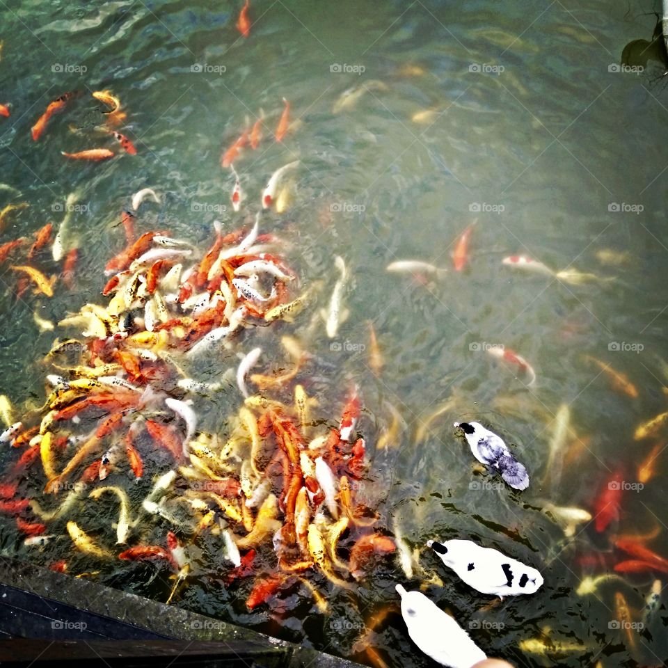 koi pond