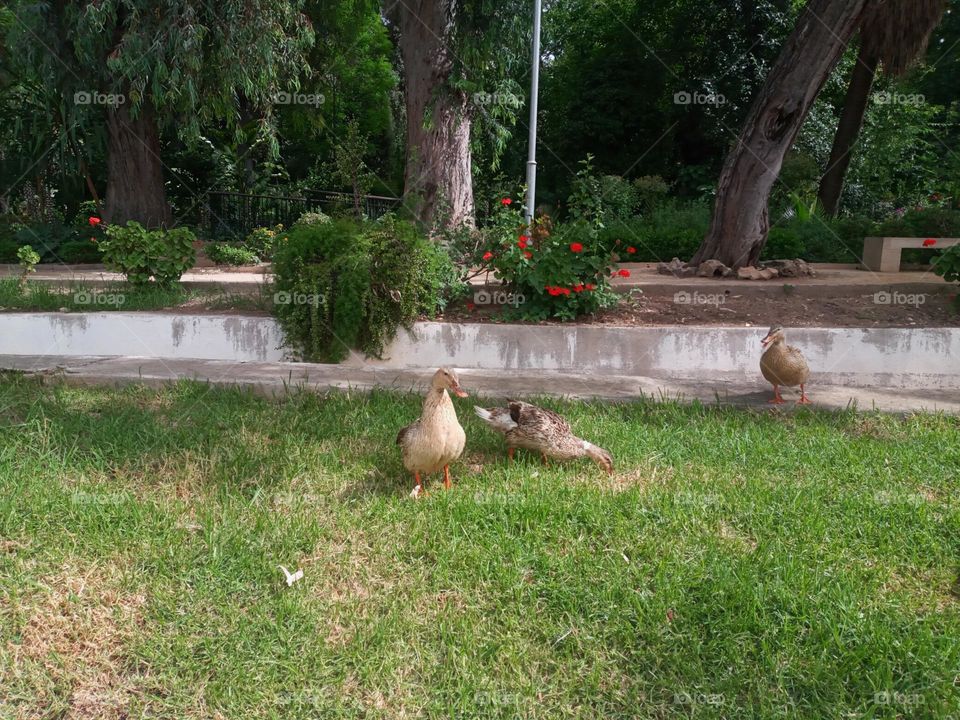 The beautiful ducks