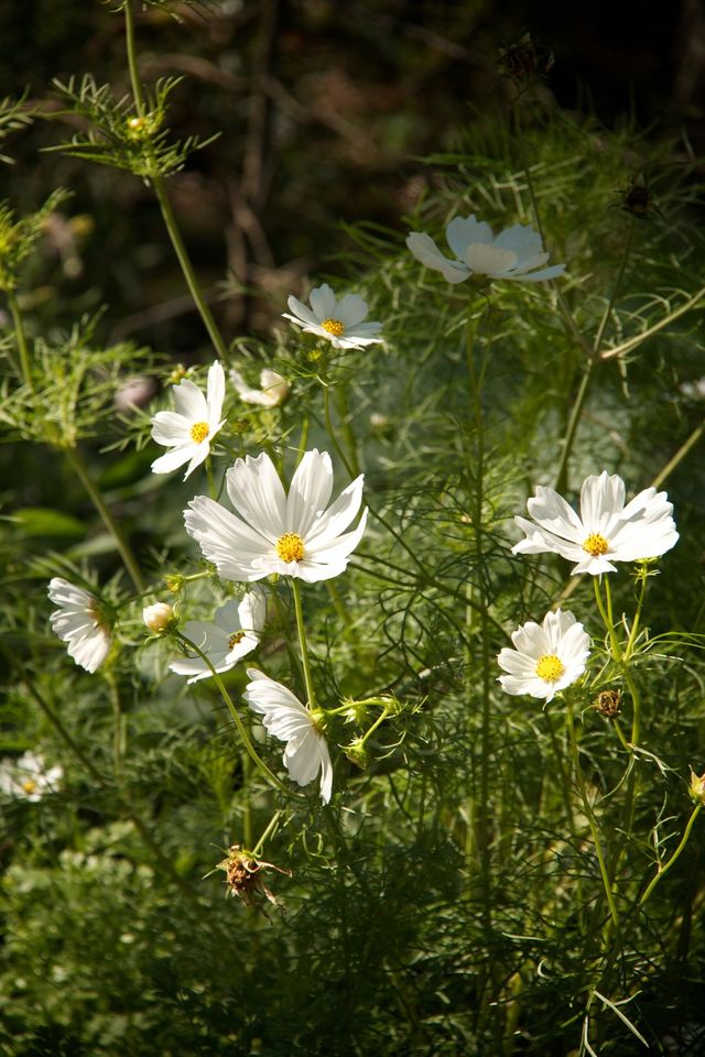 Cosmos