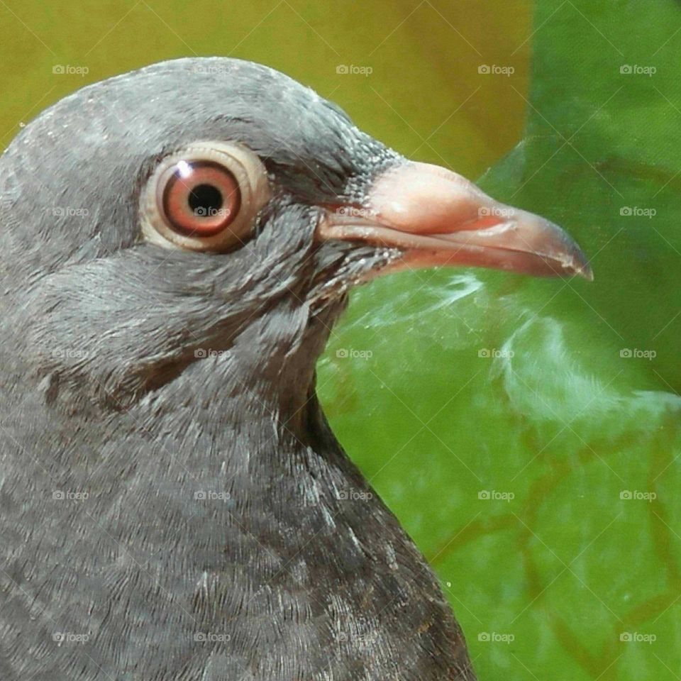 Beautiful pigeon looking at my camera.