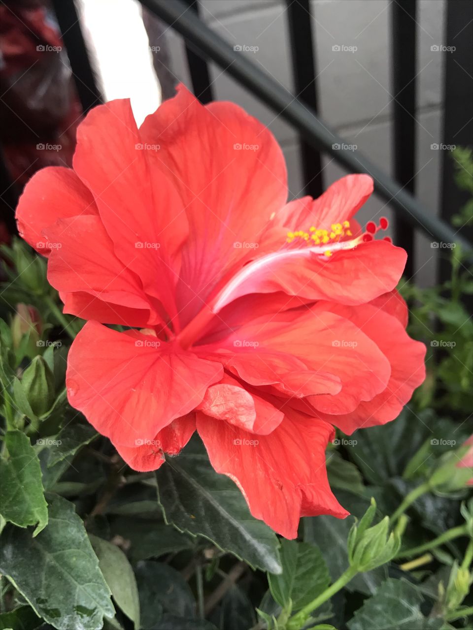 Hibiscus flower