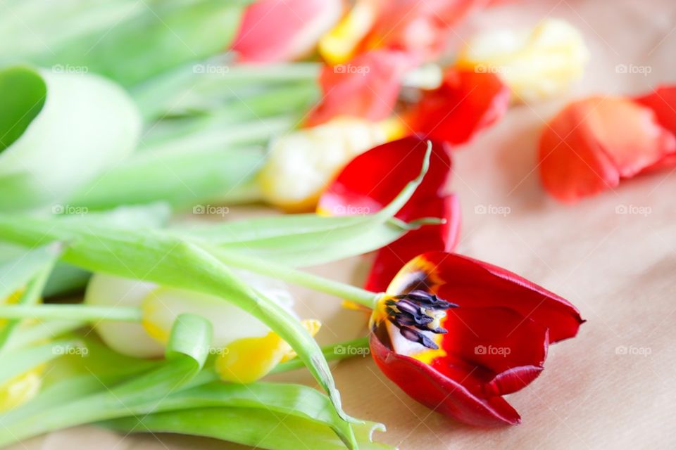 Tulips on the floor