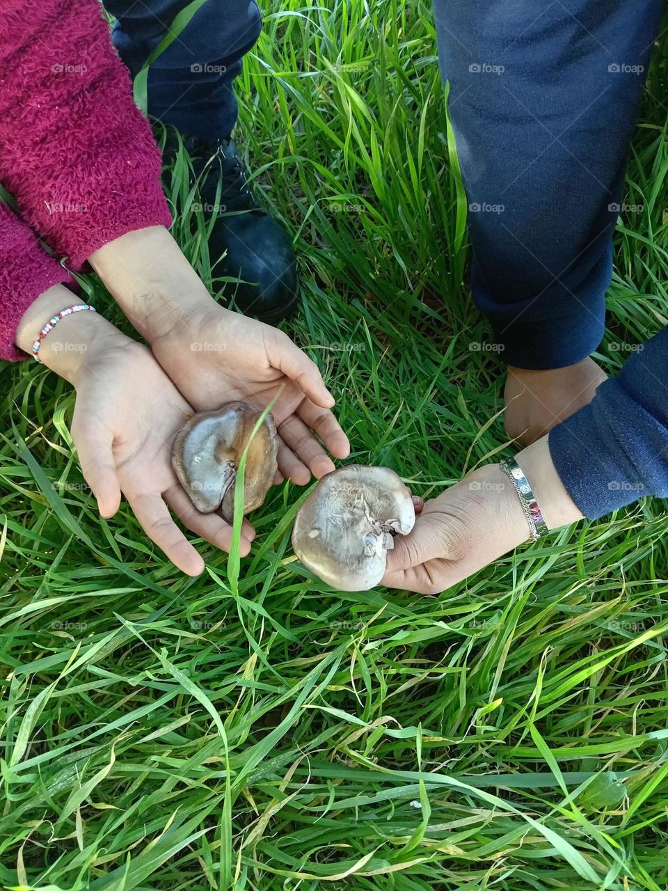 Delicious and fun mushrooms