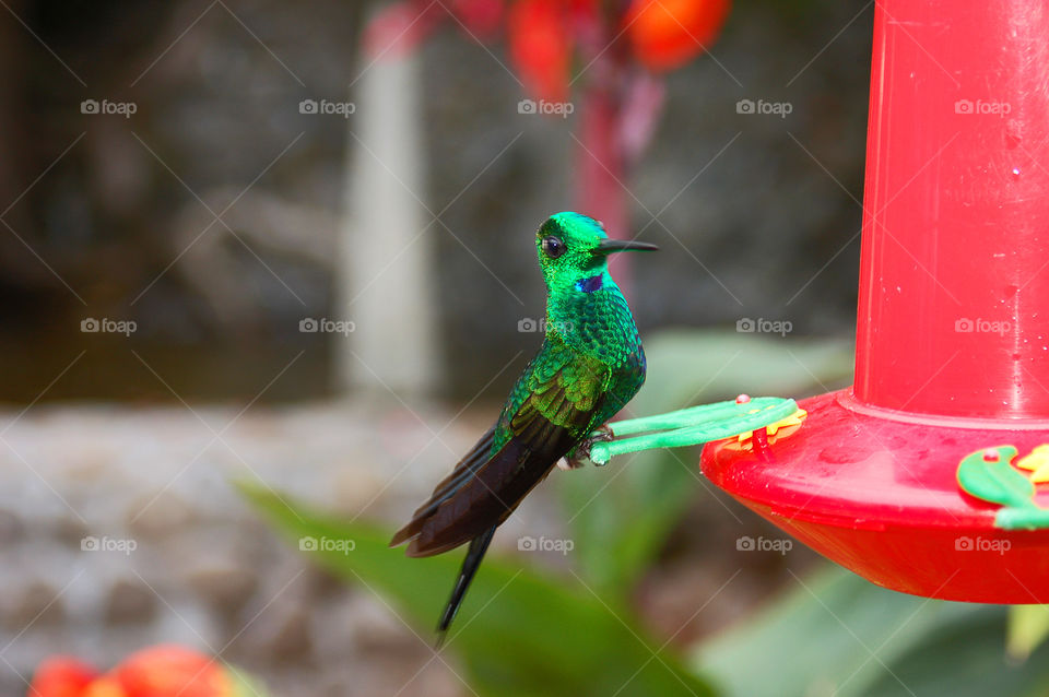Hummingbird 2. Feeding