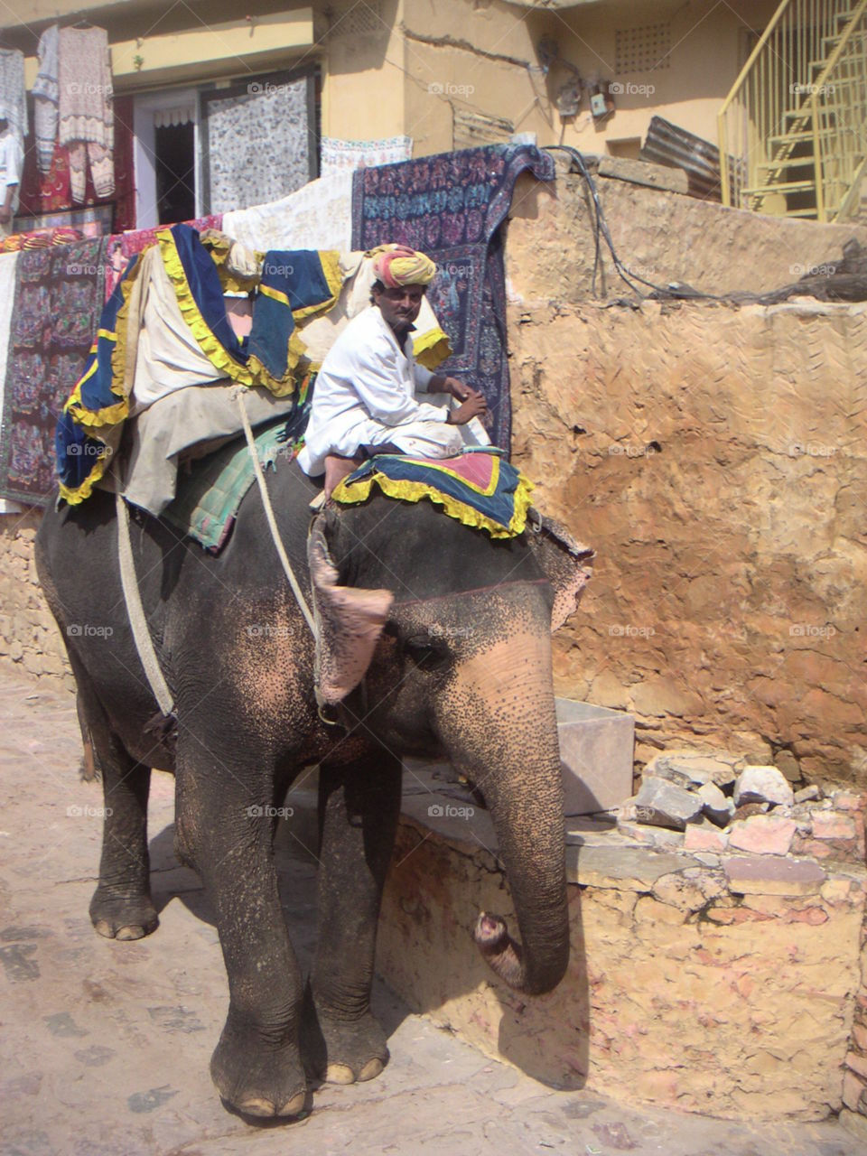 cornac with elephant in Amber