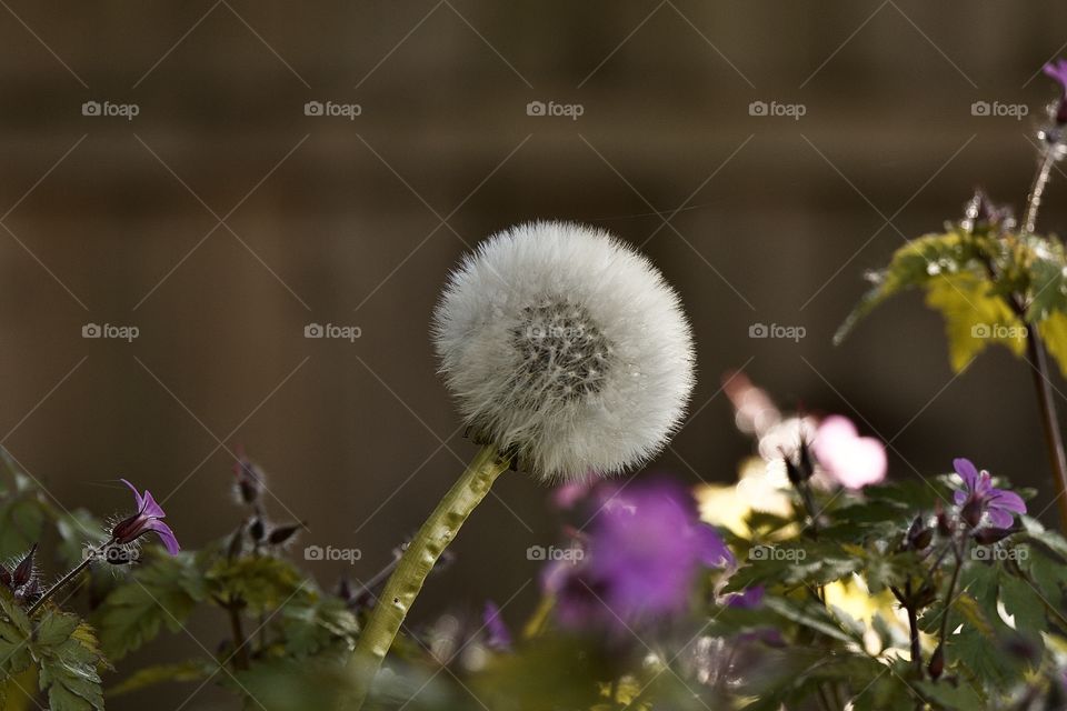 Dandelion 