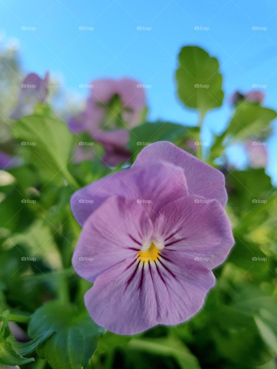 pastel lavender  - blossom - colored flower