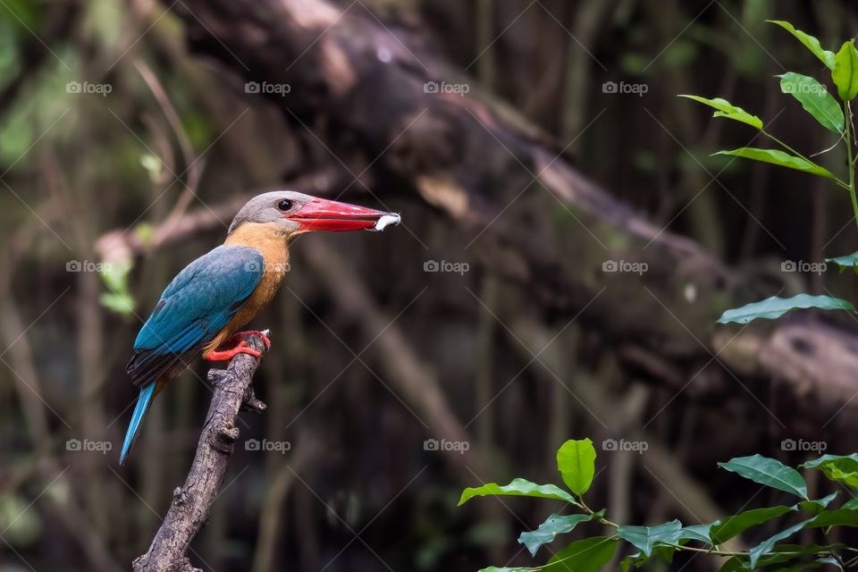 Stork-billed Kingfisher 