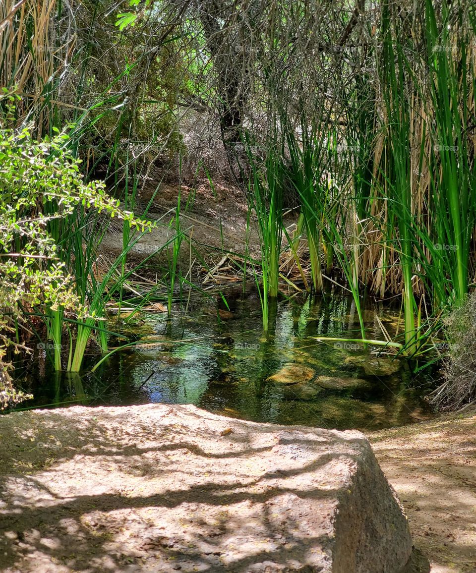 Spring Reeds in the Creek