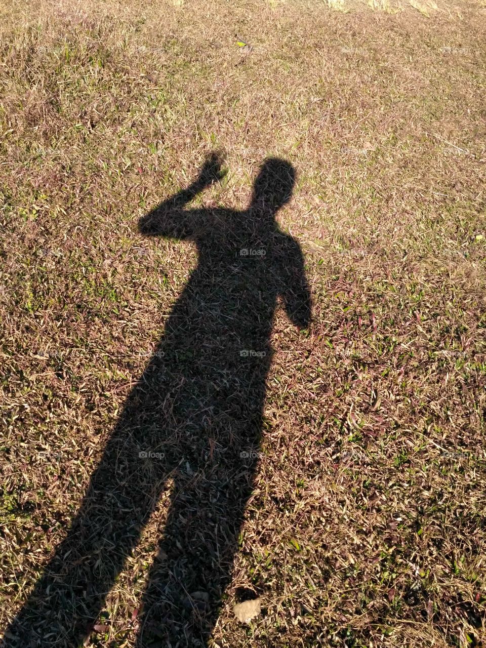 hi my shadow .