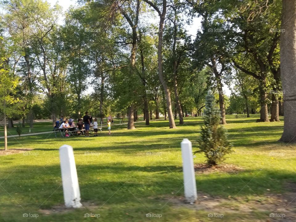 Park, Tree, Grass, Landscape, Outdoors