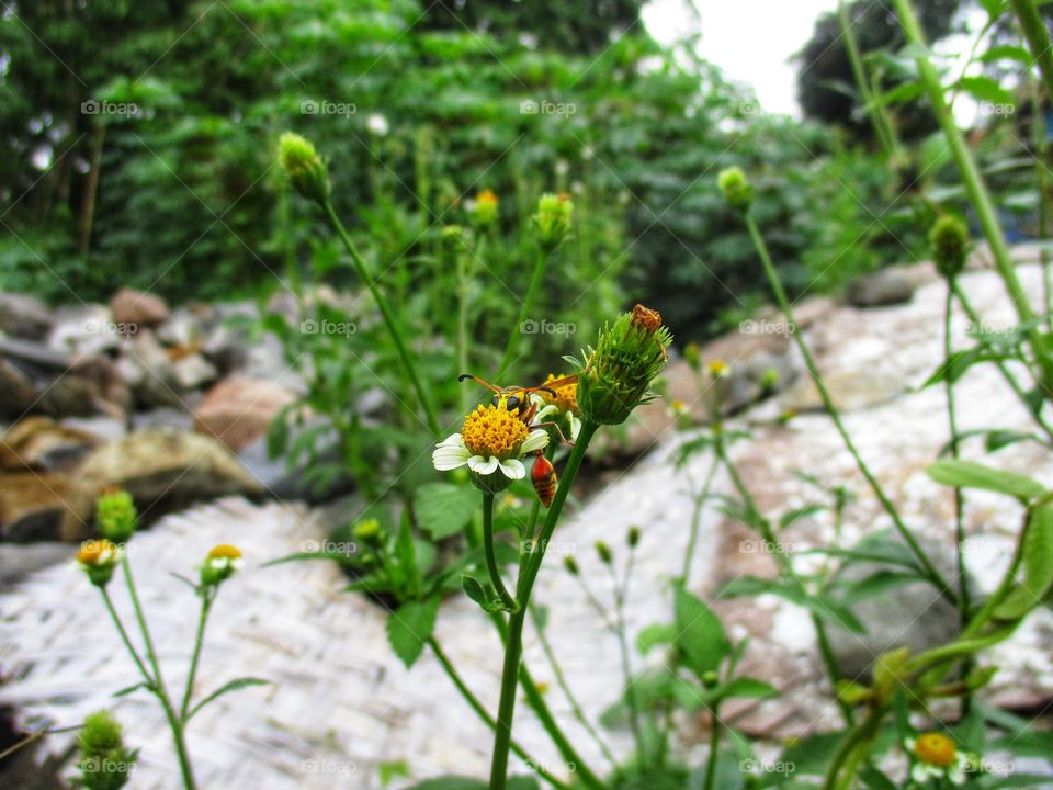 Wasps sucking flower nectar