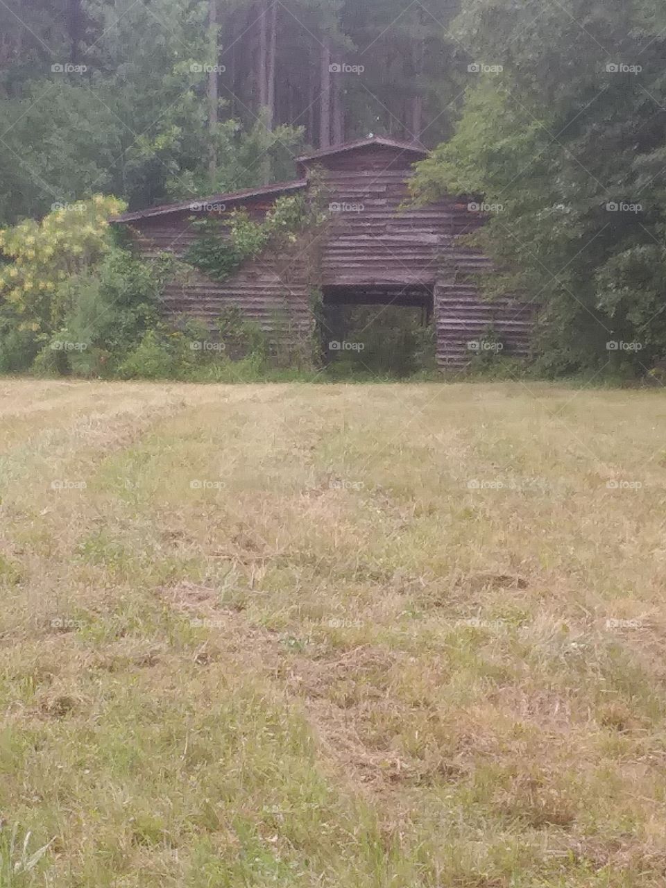 abandoned horse barn & pasture