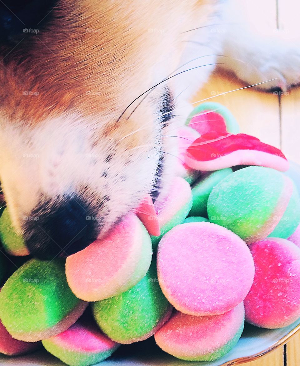 Tasty!. Dog licking on candy