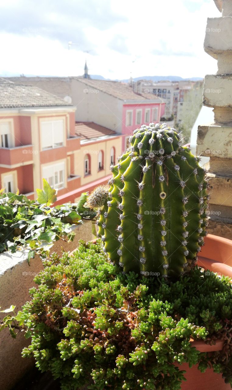 Cactus Logroño