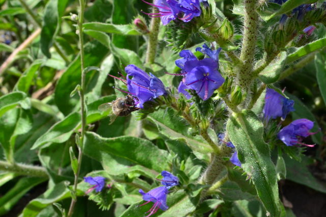 summer flowering