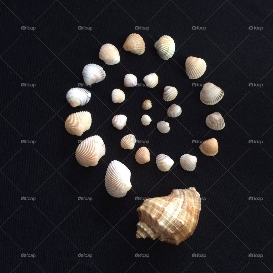 Seashells 