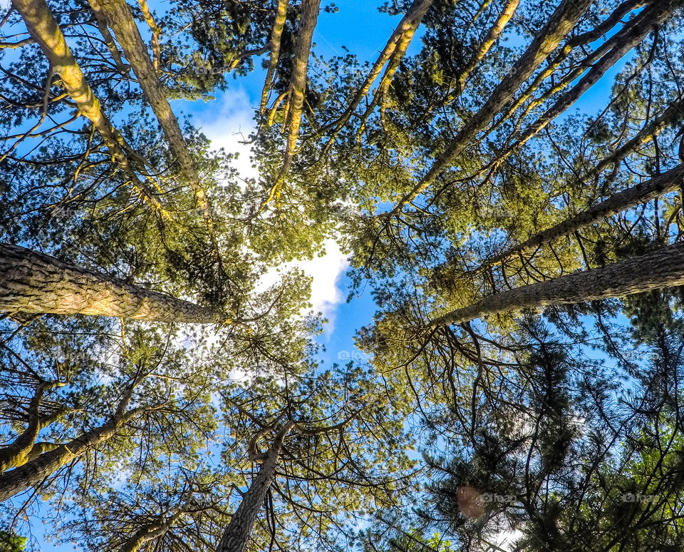Looking from down up at tall trees with blue sky and clouds.
