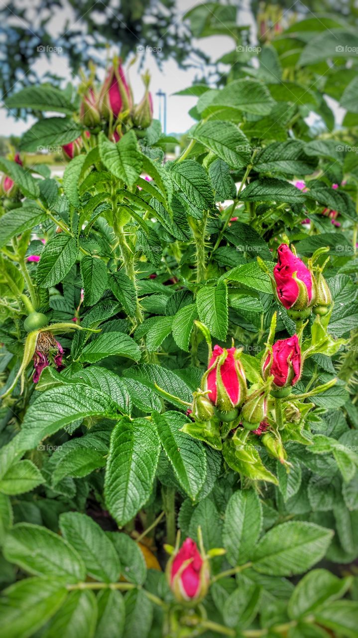 Pink Flower Buds