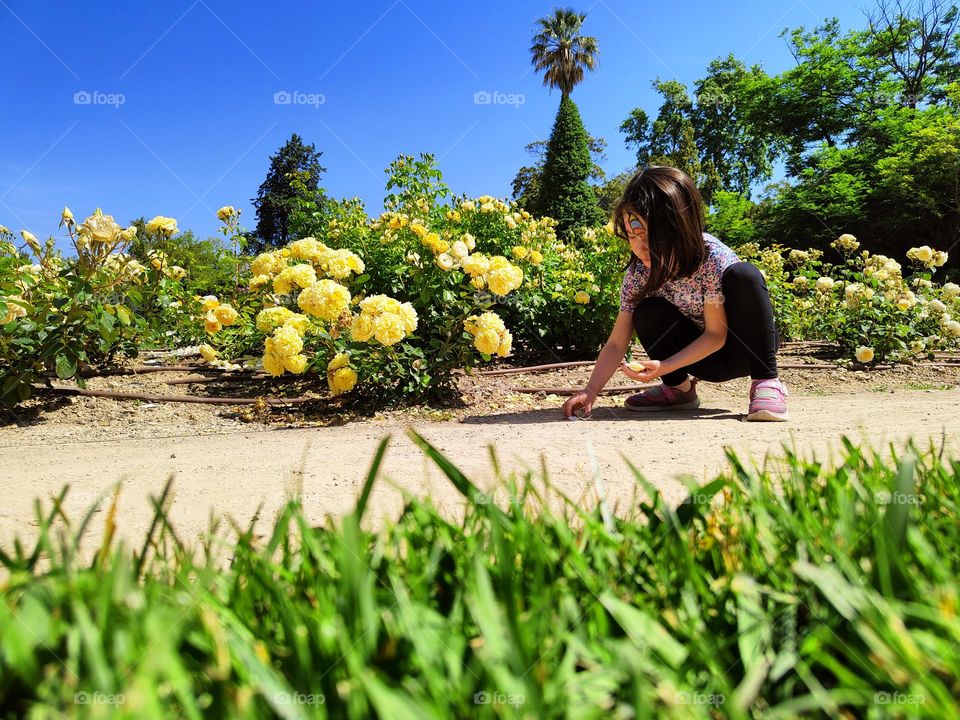 jardin des roses