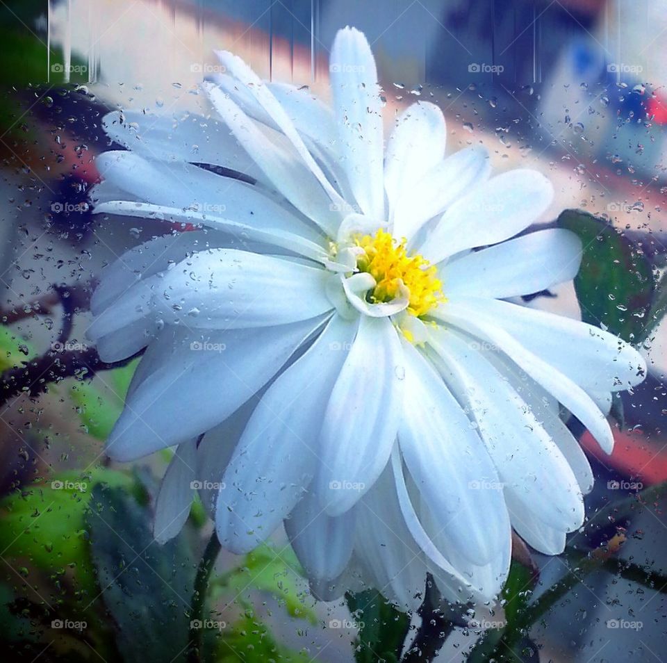 flower in rain