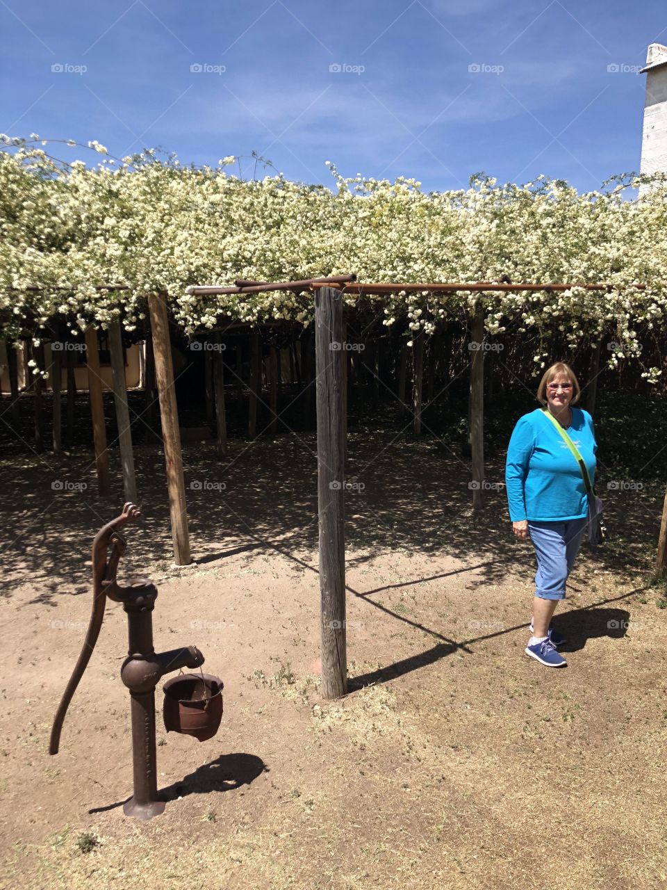 World’s Largest Rose Bush in Bloom
