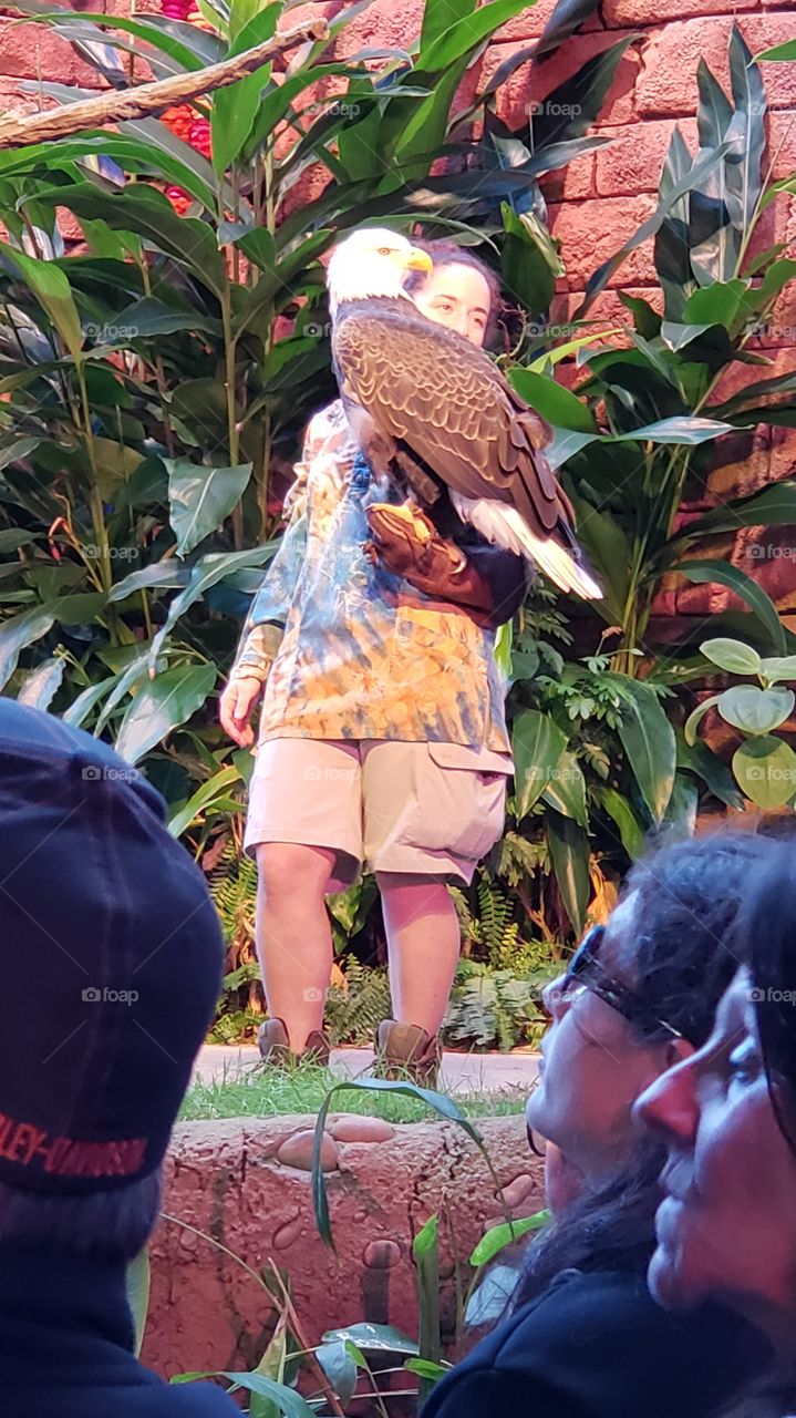 American bald eagle!