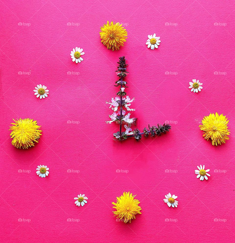 Spring has sprung. The background is pink. Clock made of yellow dandelion flowers and white chamomiles. Clock hands from two branches of basil inflorescences
