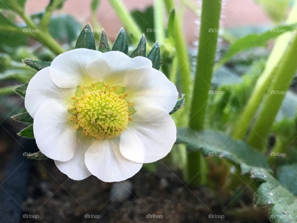 Happy White Strawberry Blossom in the Garden