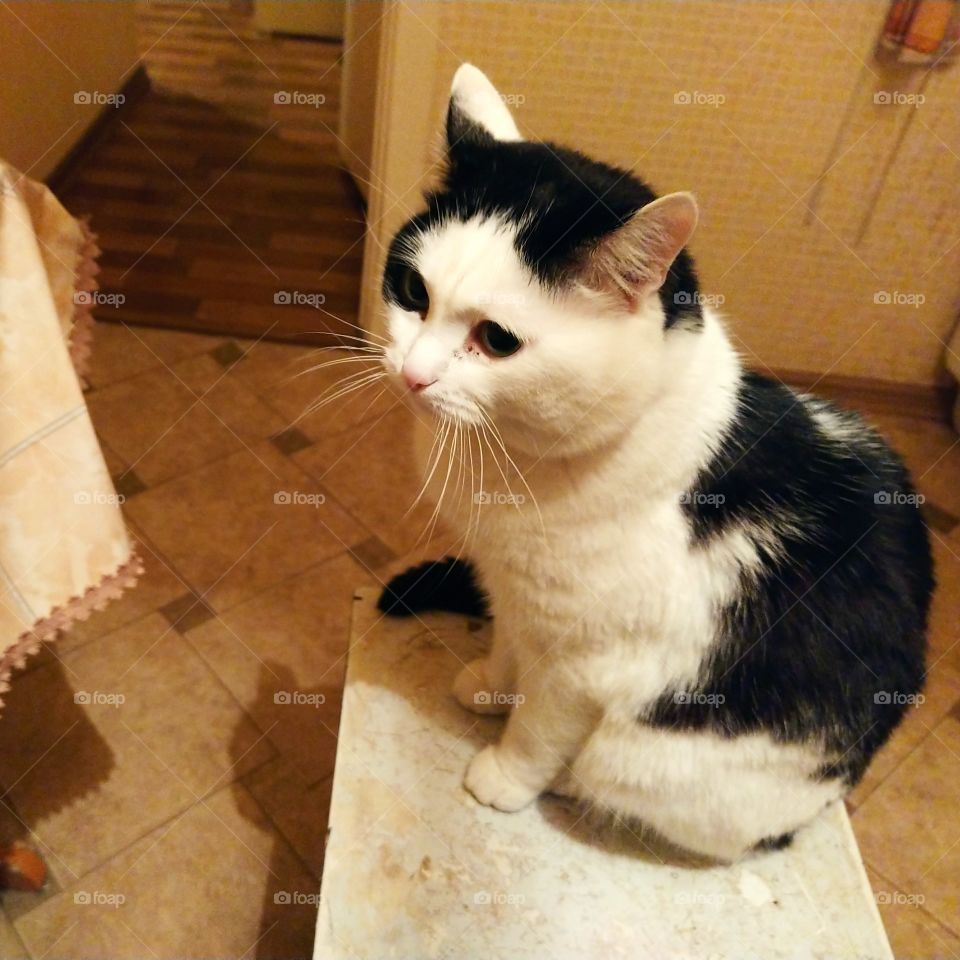 cat wait your dinner