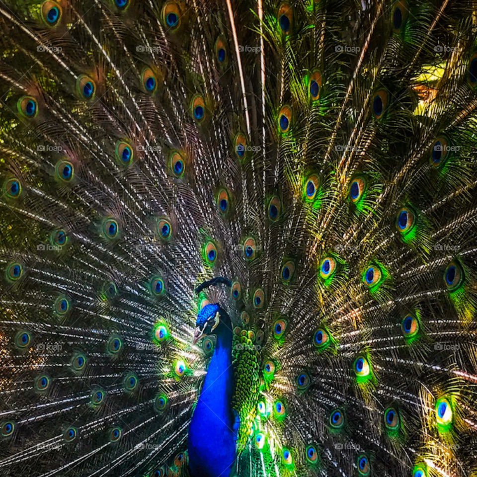 Beautiful peacock showing its tail feathers—taken in St. Augustine, Florida 